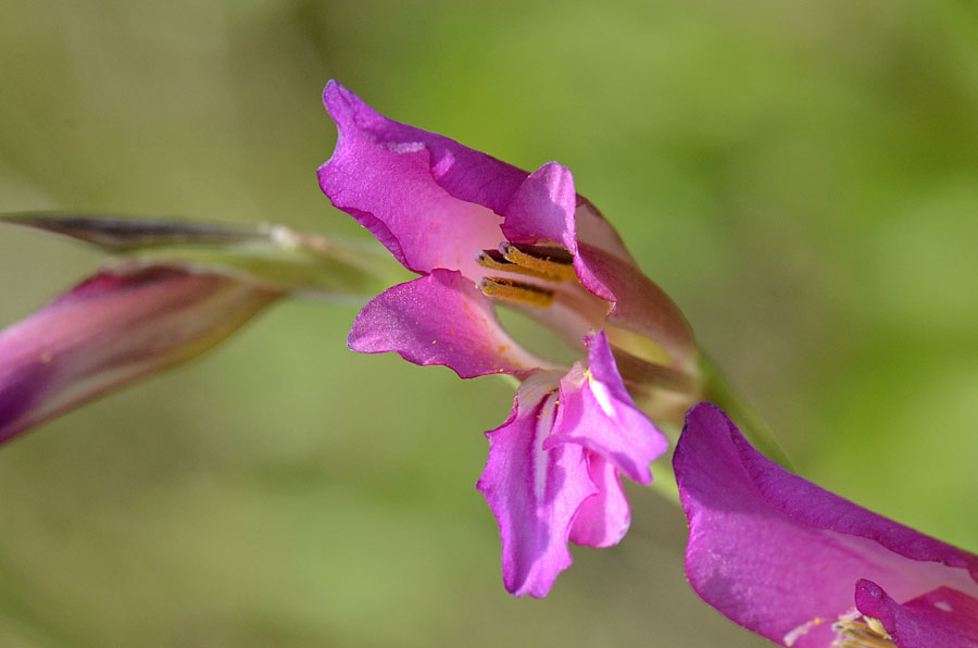 Gladiolus italicus / Gladiolo dei campi